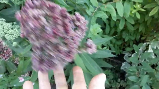 #phlox #флоксы /Флокс метельчатый  Ред Филингс (лат.phlox paniculata Red Feelings).Сорт для гурмано
