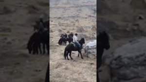 Лошади карачаевской породы. Преодолевая преграды и тренируясь в походы по горам.