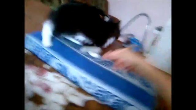 Это Кошка Джуди смотреть онлайн