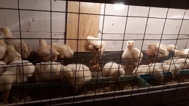 Двухнедельные бройлеры кооб500. 1.03.19 смотреть онлайн