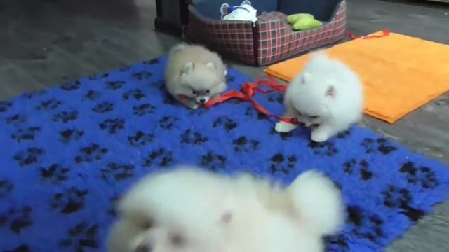 Кремовые померанские шпицы смотреть онлайн