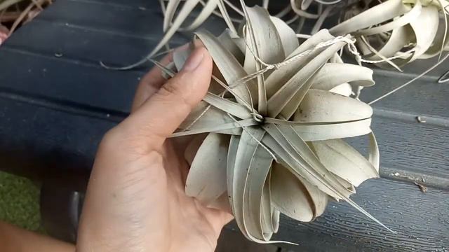 Mengenal rajanya tillandsia xerographica смотреть онлайн