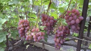 Омский садовод разбил на своем садовом участке виноградную плантацию