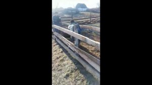 Вакцинация овец от бешенства