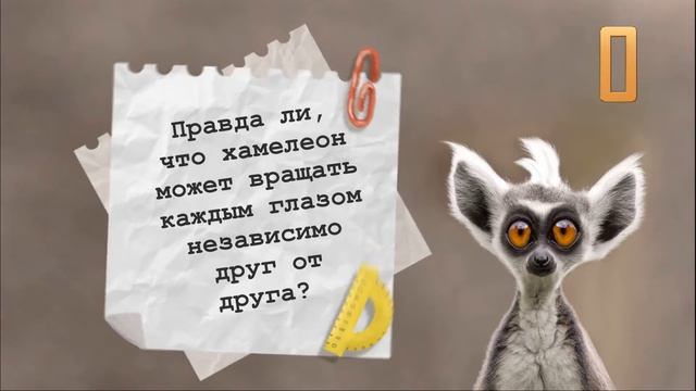 Онлайн- викторина для детей "Правда или ложь"