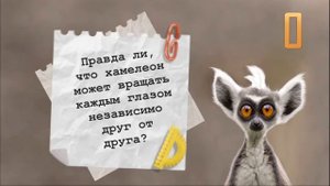 Онлайн- викторина для детей "Правда или ложь"