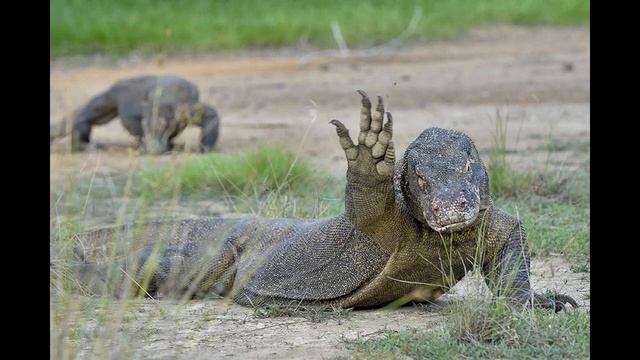 Комодский варан смотреть онлайн