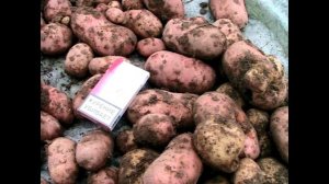 Самые урожайные сорта картофеля. Сад и огород выпуск 196