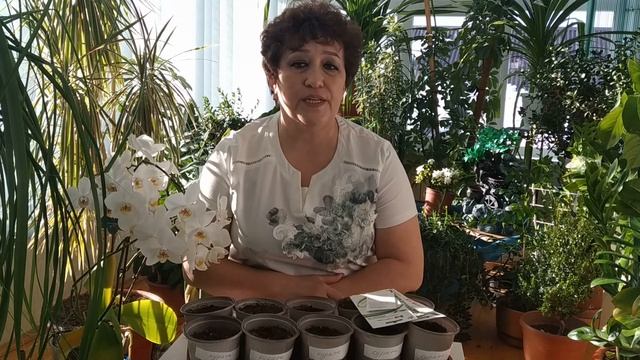 РАССАДА ОГУРЦОВ смотреть онлайн