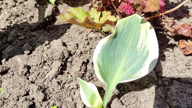 Мои ХОСТЫ в июне смотреть онлайн