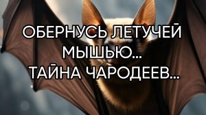 ОБЕРНУСЬ ЛЕТУЧЕЙ МЫШЬЮ…ТАЙНА ЧАРОДЕЕВ…ДЛЯ ВСЕХ…