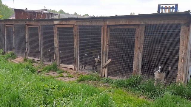 Питомник Русско Европейской Лайки.