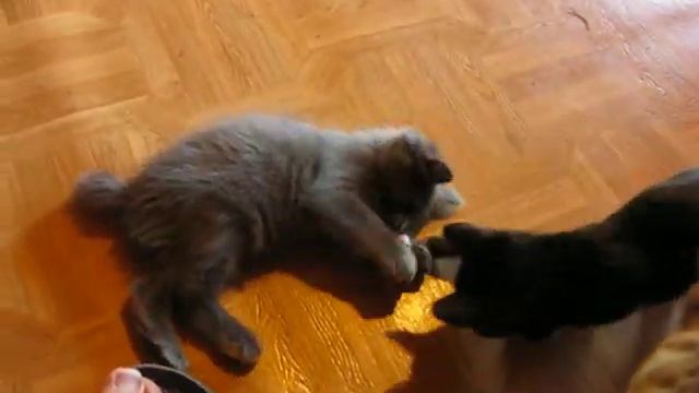 Котики играют тряпичной мышью смотреть онлайн