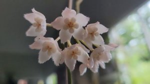 Hoya Thomsonii (Simson blooming) цветение и уход хойи Томсони