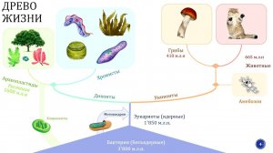 «Место растений на древе жизни»