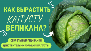 КАК ВЫРАСТИТЬ КАПУСТУ - ВЕЛИКАНА?