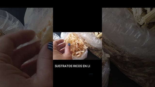 ¿Cómo cultivar hongos comestibles en casa? | Pleurotus Ostreatus | Reino Fungi