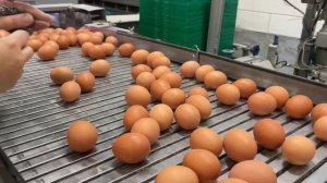 ЖИЗНЬ В НИДЕРЛАНДАХ. КУРИНАЯ ФЕРМА. ДОМИК НА ФЕРМЕ.