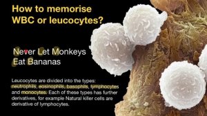 How to Memorize White Blood Cells Types and their Abundance