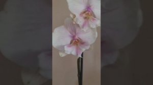 Орхидея фаленопсис биг лип от Van Geel