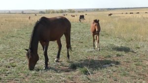 Табун с жеребятами. Сентябрь.