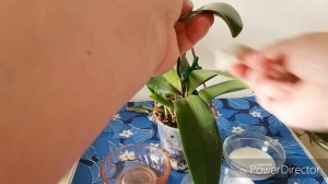 Очистка и питание листьев орхидей- что лучше?Молоко-лимон-вода?