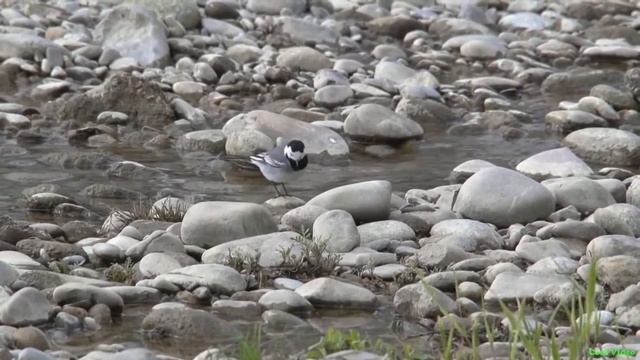 Белая трясогузка - White wagtail