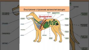 Урок биологии на тему: Класс Млекопитающие.