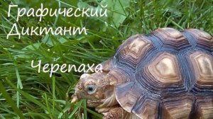 Графический Диктант Черепаха
