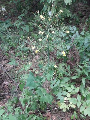 82. Латук стенной - Mycelis muralis