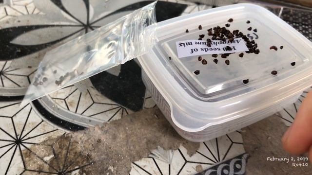 Planting Astrophytum and Lophophora Seeds смотреть онлайн