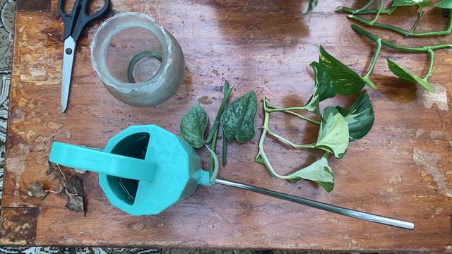 Propagating plants from cutting - Golden Pothos, Satin Pothos, Manjula Pothos and N’joy pothos. смотреть онлайн