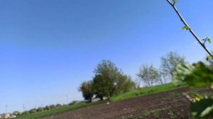 Неубиваемый салат. Засухоустойчивая клубника и обзор плодовых деревьев