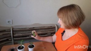 Обрезка макушки у адениумов
