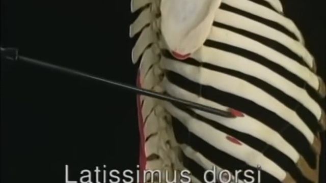 1.1.9 широчайшая мышца спины большая грудная и дельтовидная мышцы 2.48