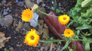 Orange Rudbeckia hirta (black-eyed-susan) #rudbeckia #hirta #blackeyed #gardening #susan