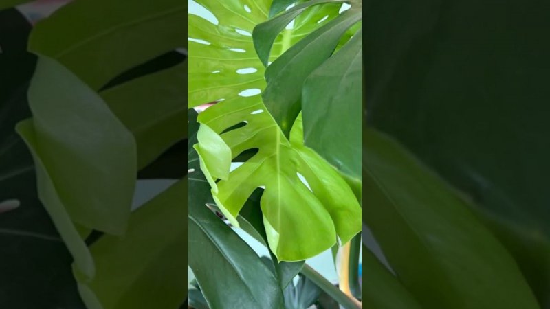 Нью! #москва #shortvideo #монстера #растения #офисное #цветы #новыйлист