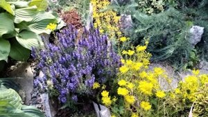 #138.Цветёт садовая герань! Обзор сада.