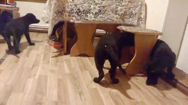 Щенки черной немецкой овчарки смотреть онлайн