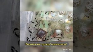 как вырастить лягушку из головастика .mp4