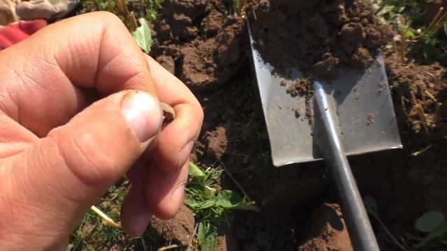 Барская усадьба Пердуны. Заброшенное поместье в лесу. ??
