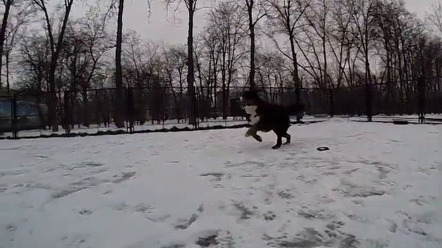 Берн в движении (Running Bern) смотреть онлайн