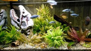 Северум изумрудный (цихлида) уничтожает растения \ How cichlids destroy plants