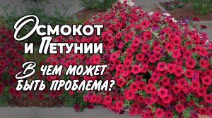 Удобрение Осмокот для петуний. Может ли Осмокот сжигать корни?