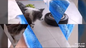 Меджик Петс хотят уйти из дома?! Тайная жизнь питомцев???????(фан Ани Меджик)