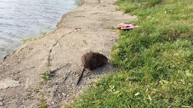 водяная выдра смотреть онлайн