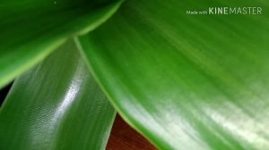 Лечение золотым усом