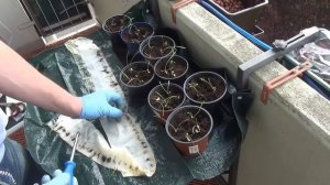 Супер Способ Посадки Цветов на БАЛКОНЕ! Портулак, Газания,(Африканская ромашка)