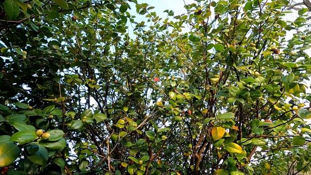 Снег на розах! Цветет камелия! Парк под снегом!?ЛАЗАРЕВСКОЕ СЕГОДНЯ?СОЧИ. смотреть онлайн