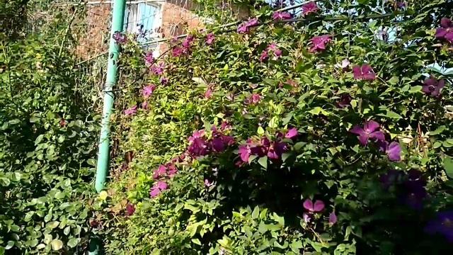 Первые персики.Варенье с персиков. смотреть онлайн